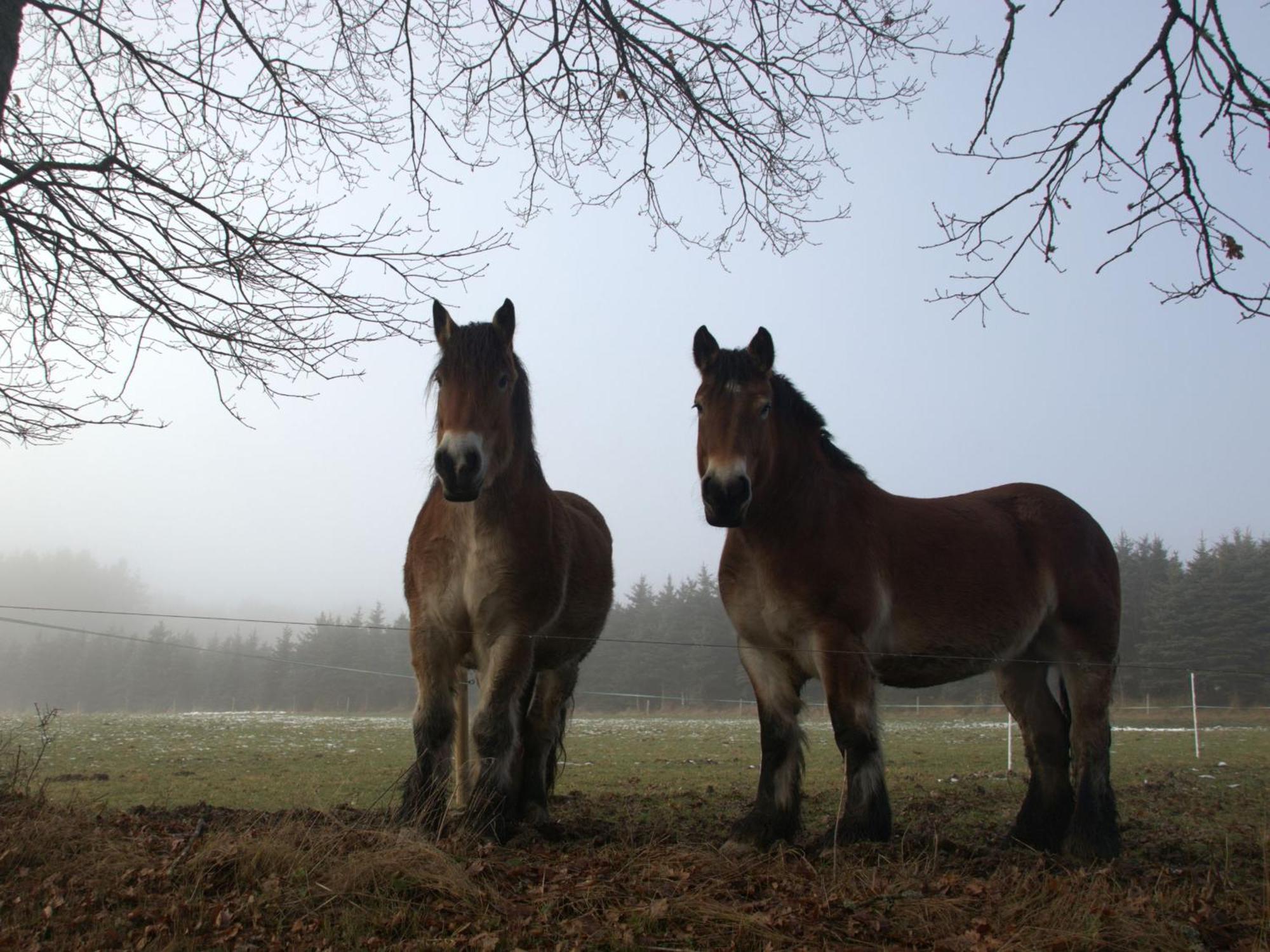 Fewo-Rosenberger-Sauerland Lennestadt Buitenkant foto